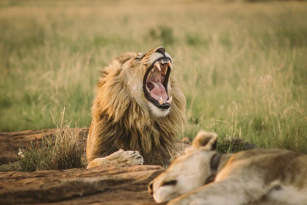 地面に横たわってあくびをする大きなライオン