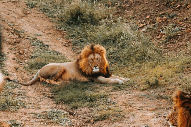 大きなライオンが地面に敷設