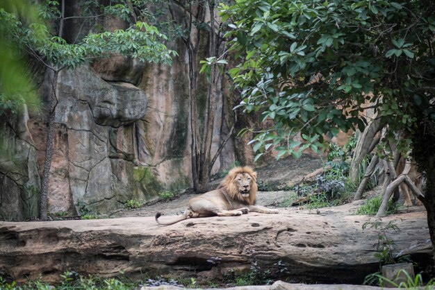 Big lion lying on the stone in daytime resting. Animals concept.