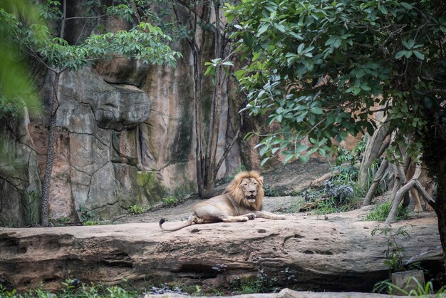 Большой лев лежал на камне в дневное время. Концепция животных.