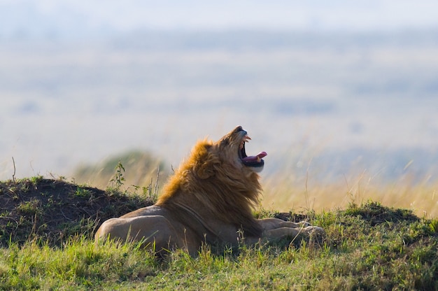 Большой лев-самец лежит в траве и зевает по утрам. национальный парк. кения. танзания. масаи мара. серенгети.