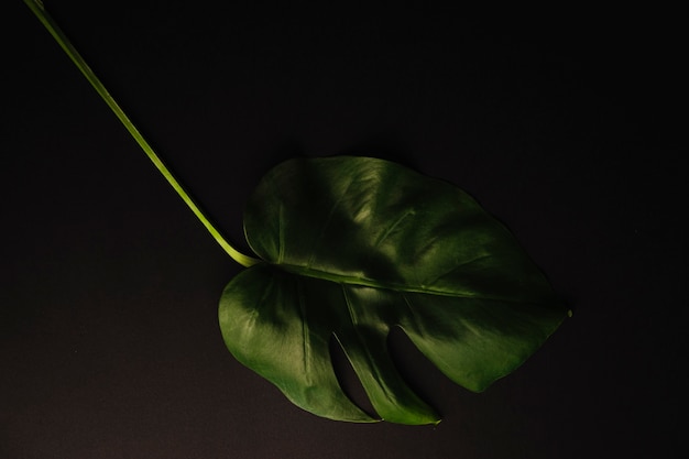 Free photo big plant leaf