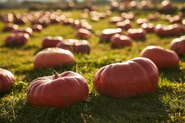 Big ripe pumpkins in pumpkin patch surrounded by numerous of pumpkins at sunny day close up of