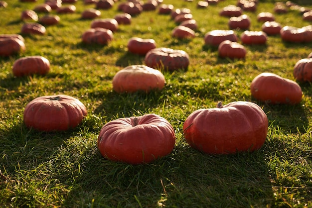 Foto gratuita grandi zucche mature in una zucca circondata da numerose zucche in una mattinata soleggiata