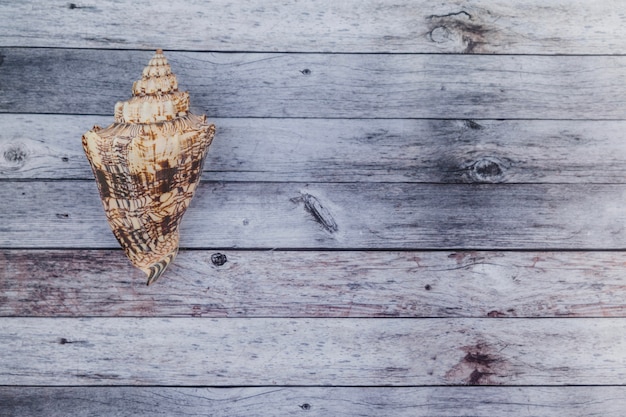 Big seashell with spirals