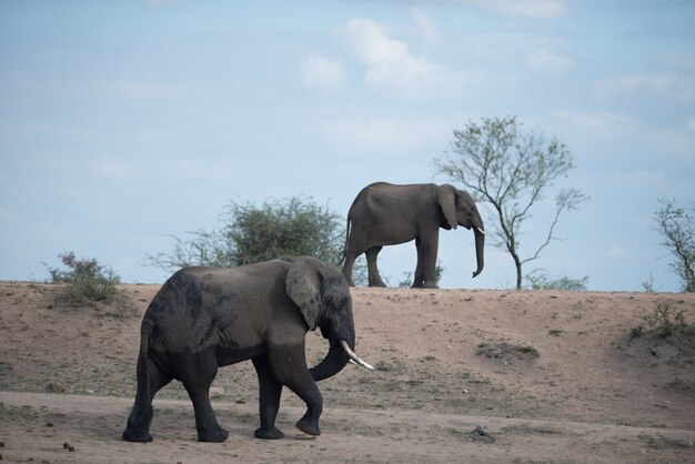 Большой и маленький африканский слон гуляет вместе