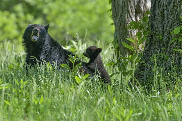 Большой и маленький медведь играют вместе в лесу под солнечным светом