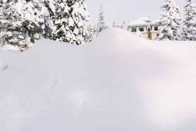 Big snowdrift on pine trees background