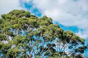 무료 사진 큰 나무와 푸른 하늘