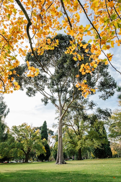 Grande albero e foglia d'autunno