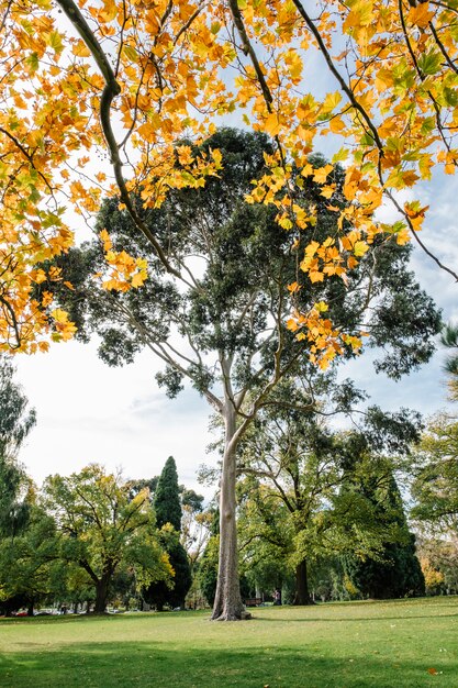 big tree and autumn leaf