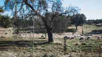 Foto gratuita grande albero e pecore da pascolo