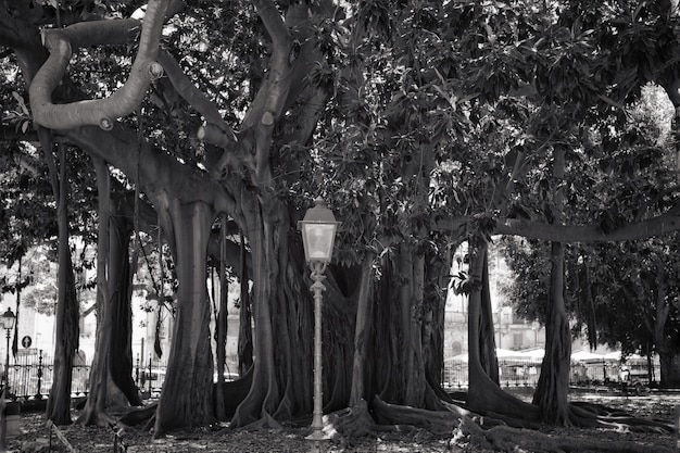 Бесплатное фото Большой ствол дерева