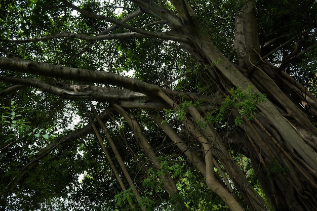 Big tree with hanging vines