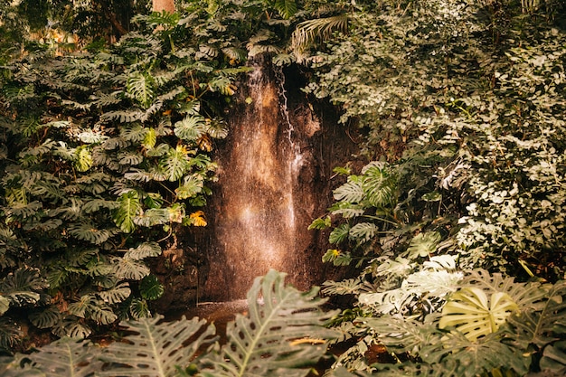 Big tree with vegetation