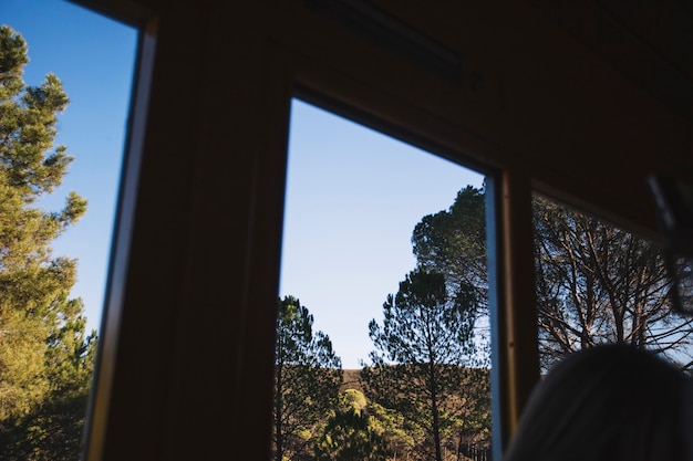 Free photo big trees through window