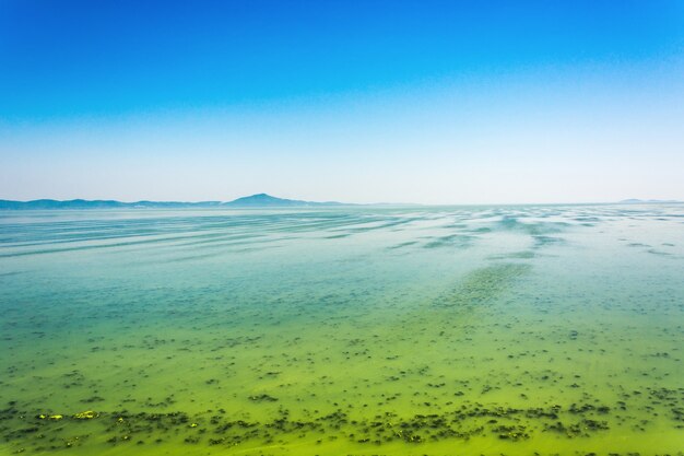 Big Ukrainian river Dnepr covered by Cyanobacterias as a result of hot summers