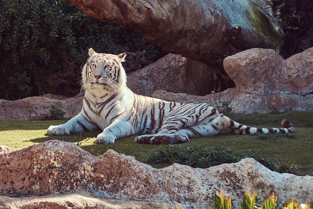 Free photo a big white bengal tiger sits in the shade on the park in the national zoo, resting on a hot summer day.