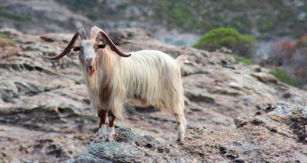 bighorn sheep standing on a rocky ground