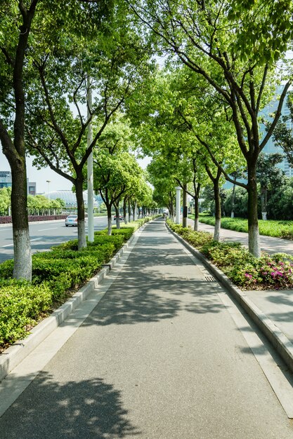 Bike path with trees