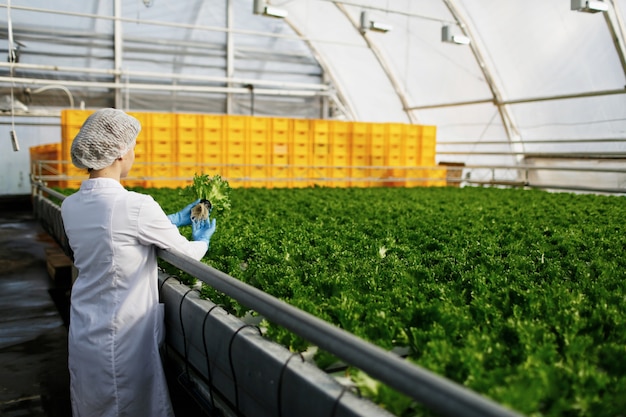 Biotechnology woman engineer examining a plants for disease