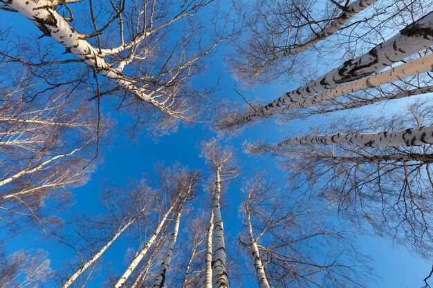겨울 날에 자작 나무 숲