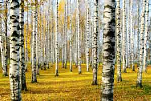 Foto gratuita boschetto di betulle in autunno