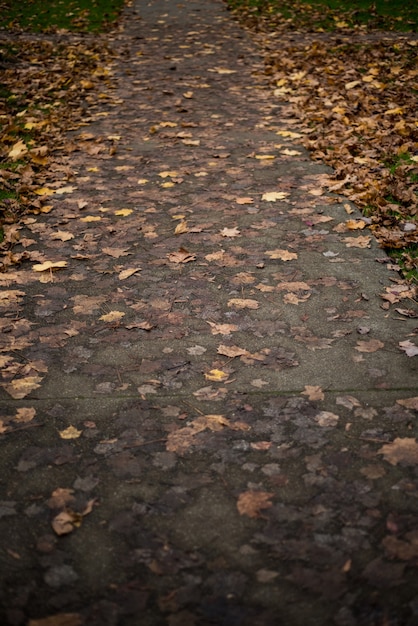 Бесплатное фото Листья березы упали на тропу