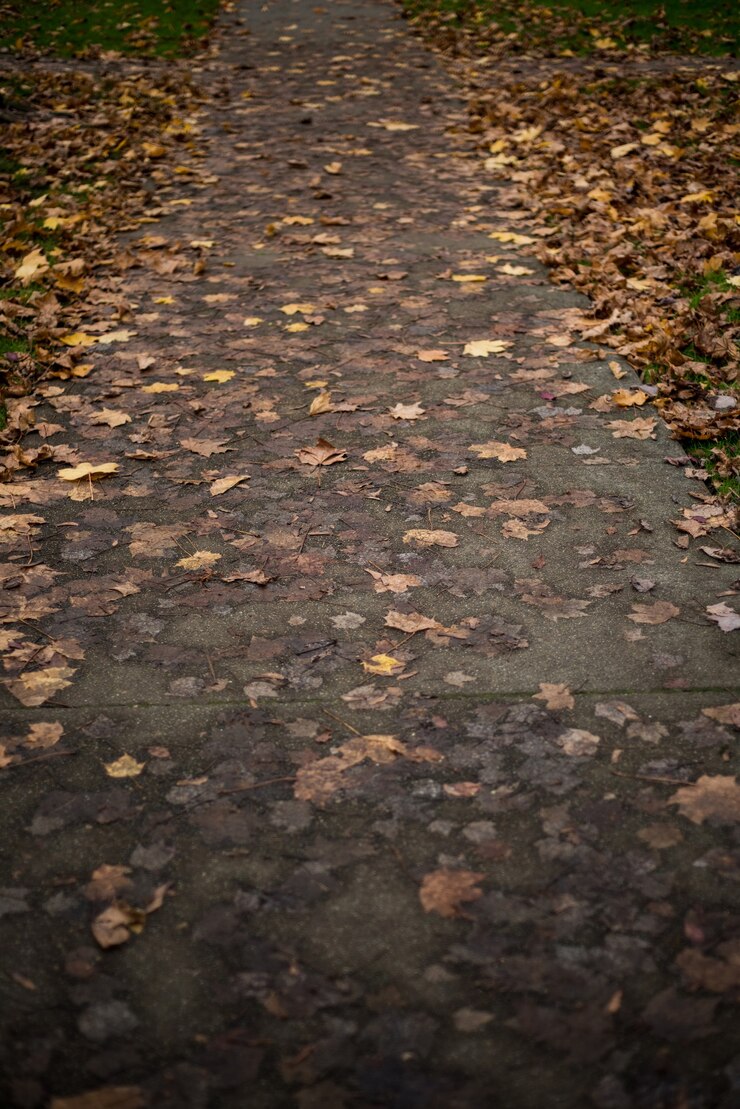 Free Photo birch tree leaves fallen on the pathway