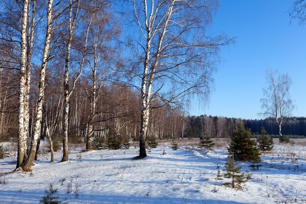 birches glove in  winter day