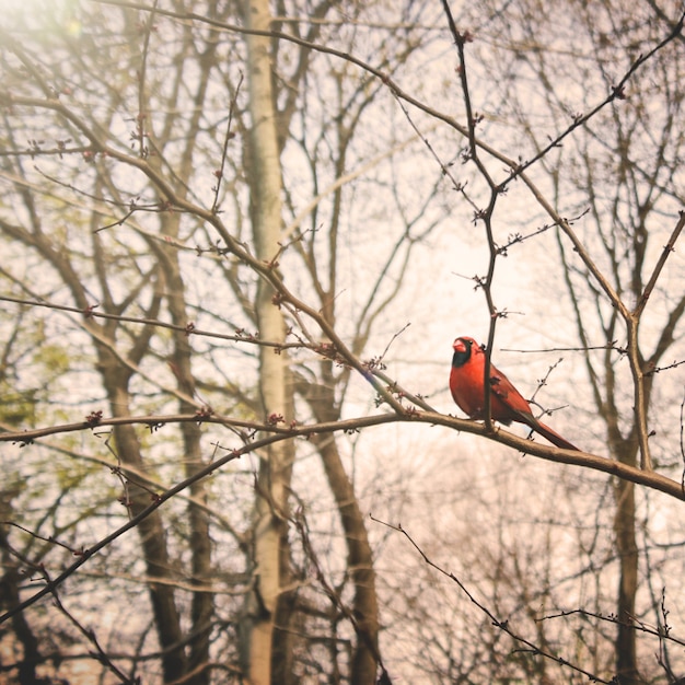 Бесплатное фото Птичья ветвь спокойная твитовая природа