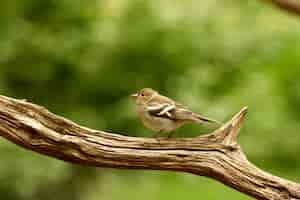 Free photo bird in a branch