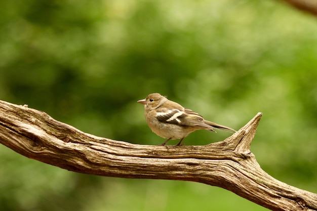 Bird in a branch