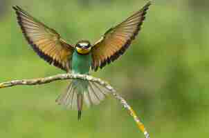 Free photo bird on a branch