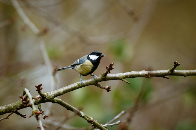 Bird on a branch