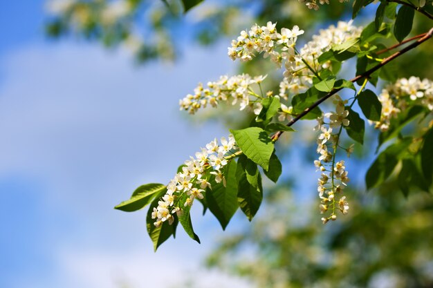 Bird Cherry branch in spring