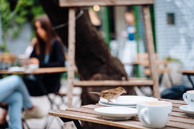 Bird in city. Sparrow sitting on table in outdoor cafe