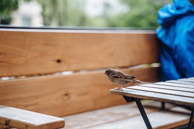 Bird in city. Sparrow sitting on table in outdoor cafe