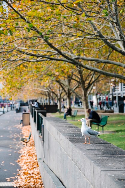 bird in city