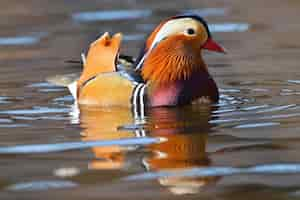 Free photo bird close up swimming