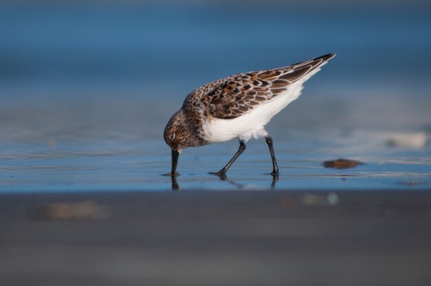 海岸の鳥