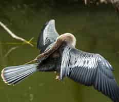 Free photo bird in everglades