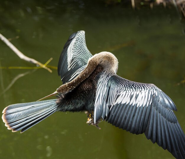 Bird in Everglades