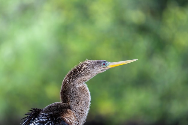 Bird in Everglades