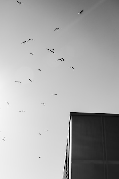 Bird flock flying