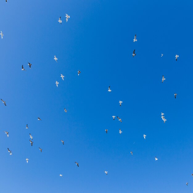 Bird flock flying