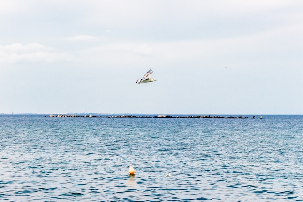Птица летит над спокойным морем