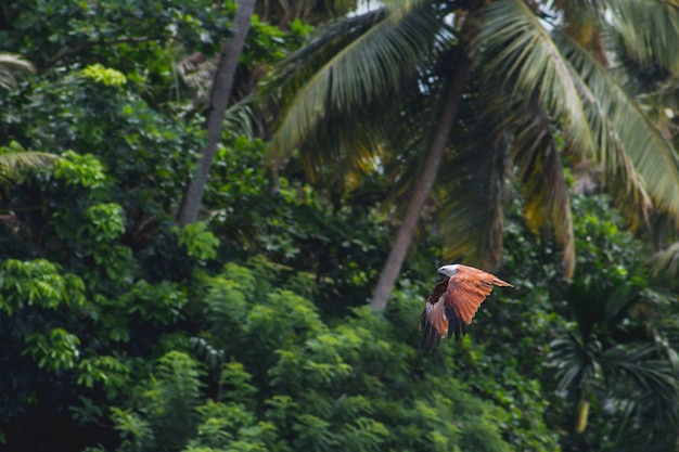 Free photo bird flying with trees in the background