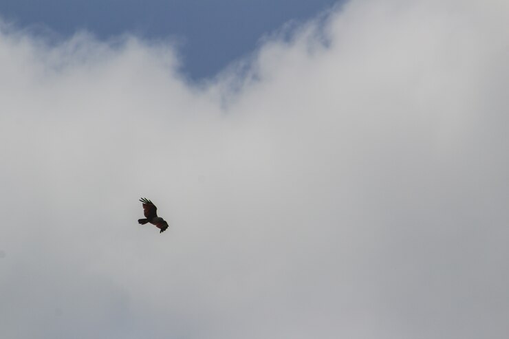 Bird flying