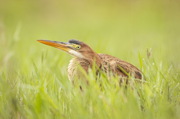 緑の自然フィールドの鳥